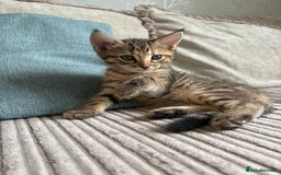 Domestic Shorthair cats for sale: Two Girl Kittens For Sale £100 o.n.o The Pair  - Image 11