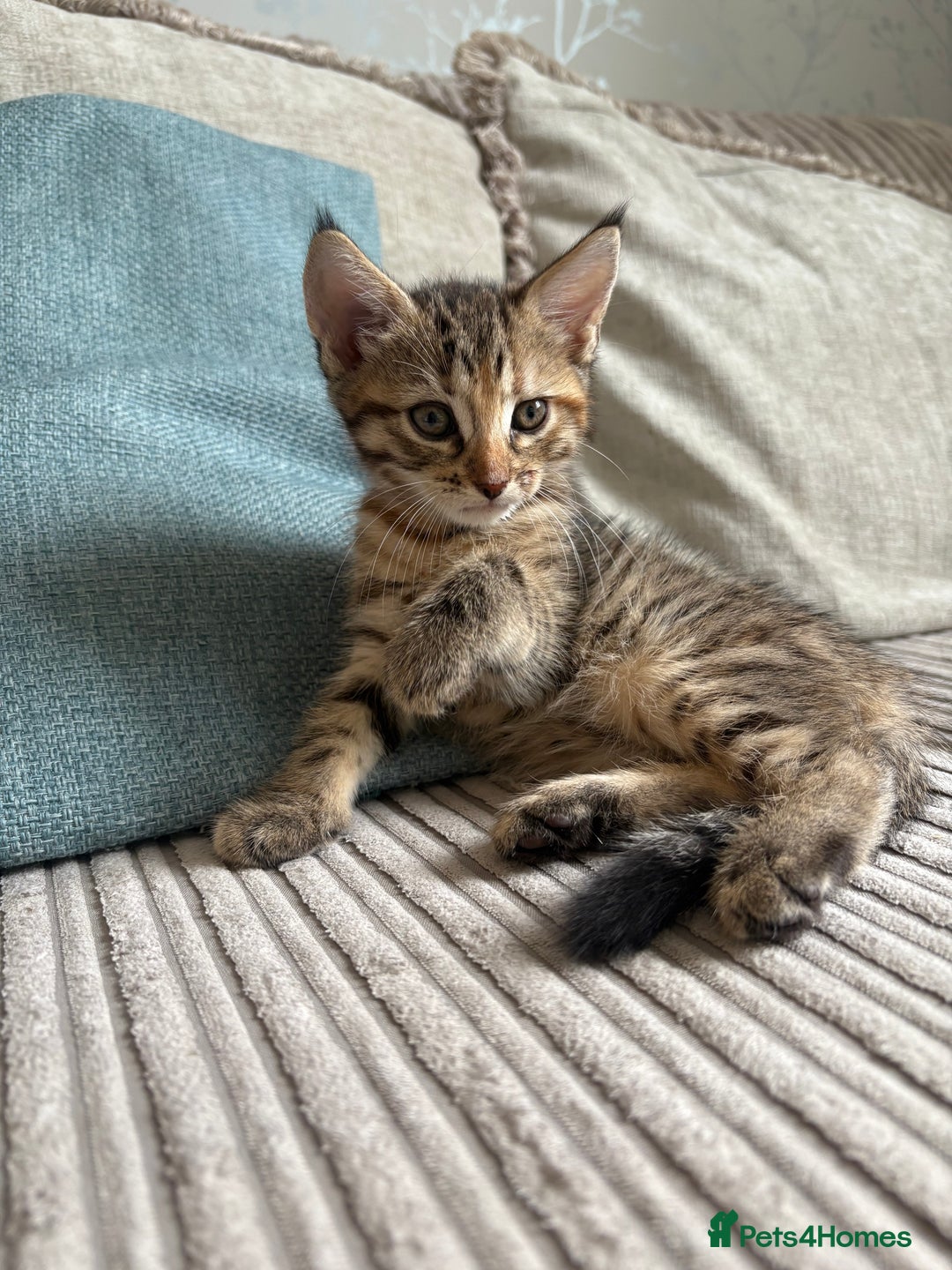 Domestic Shorthair cats for sale: Two Girl Kittens For Sale £100 o.n.o The Pair  - Image 11