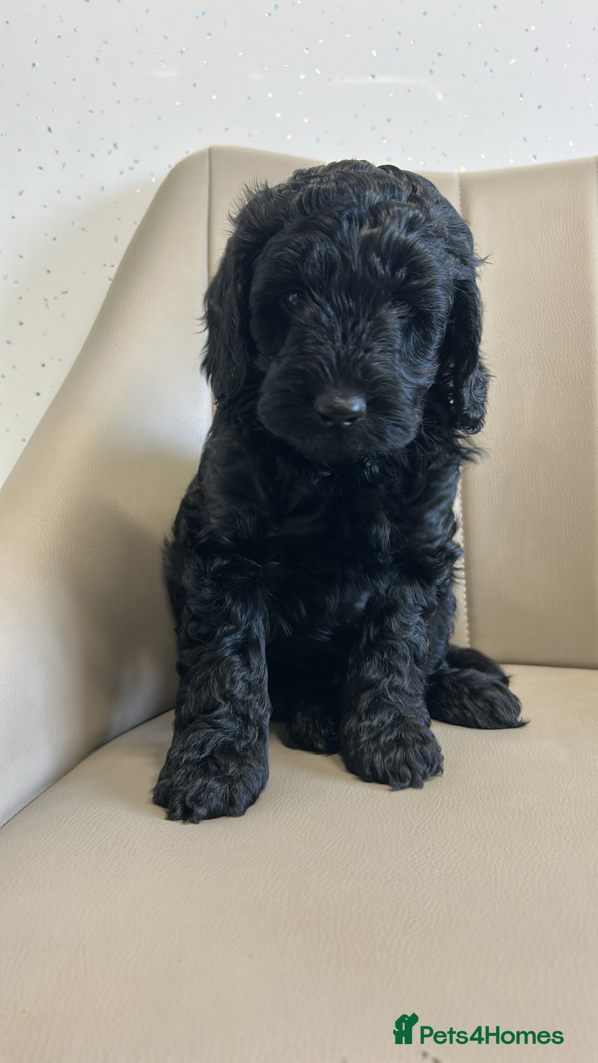 Cockapoo dogs Beautiful Cockapoo Puppies  - Advert 8