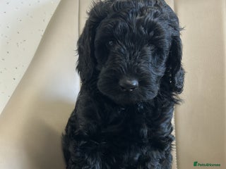 Cockapoo dogs Beautiful Cockapoo Puppies - Advert 15