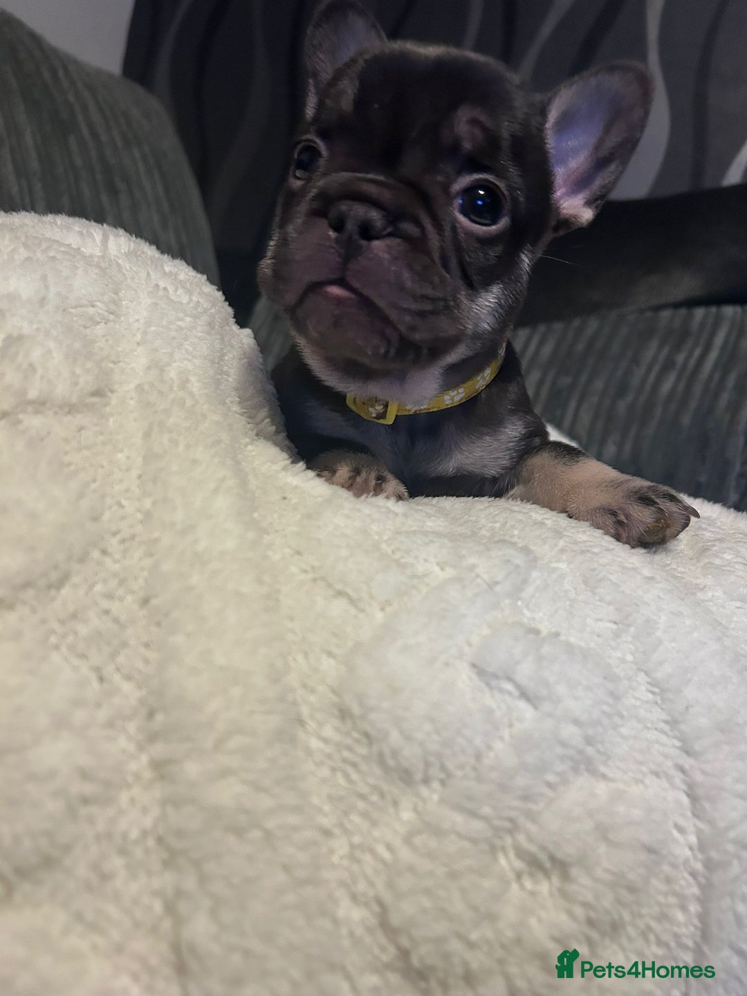 French Bulldog dogs for sale: 6 beautiful French bulldogs  - Advert 2