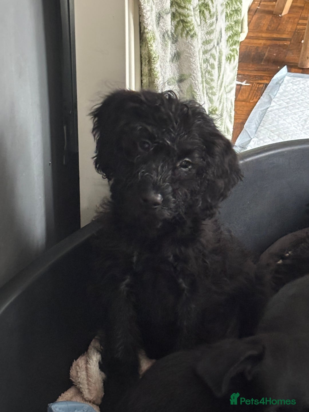 Mixed Breed dogs for sale: 1 Girl and 2 Boys mini labradoodles puppy’s left - Advert 18