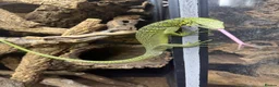 Monitor reptiles for sale: 1.1 yellow tree monitor pair - Advert 3