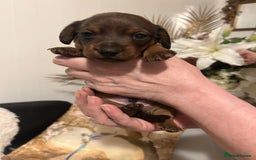 Miniature Dachshund dogs for sale: Kennel club registered litter of 4 pups - Image 6