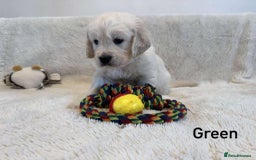 Golden Retriever dogs for sale: 🐾KC Golden Retriever Puppies for Sale 🐾 - Image 6