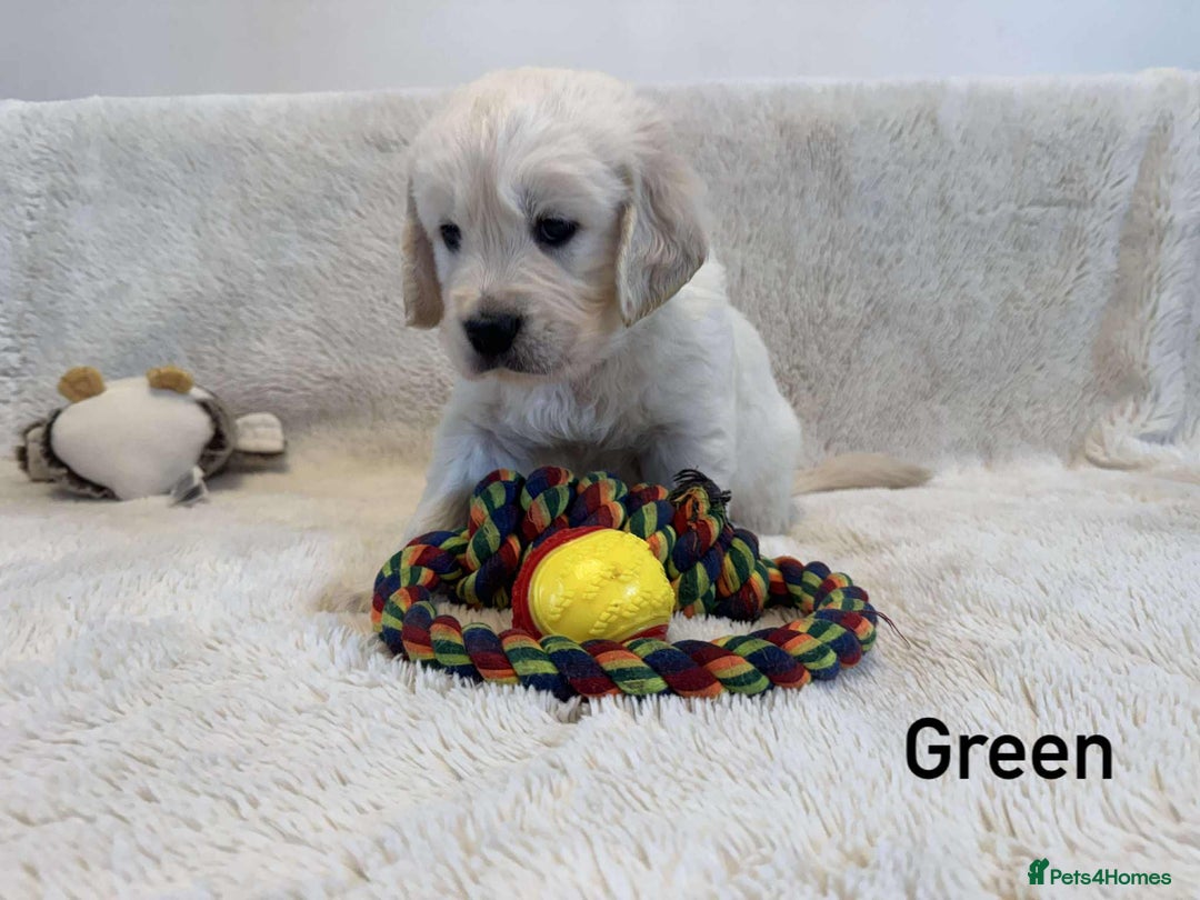 Golden Retriever dogs for sale: 🐾KC Golden Retriever Puppies for Sale 🐾 - Image 6