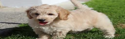 Cavapoochon dogs for sale: Beautiful Cavapoochon puppies for sale - Advert 11
