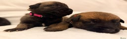 Belgian Shepherd Dog dogs for sale: Top working bloodline belgian malinois puppies - Advert 19