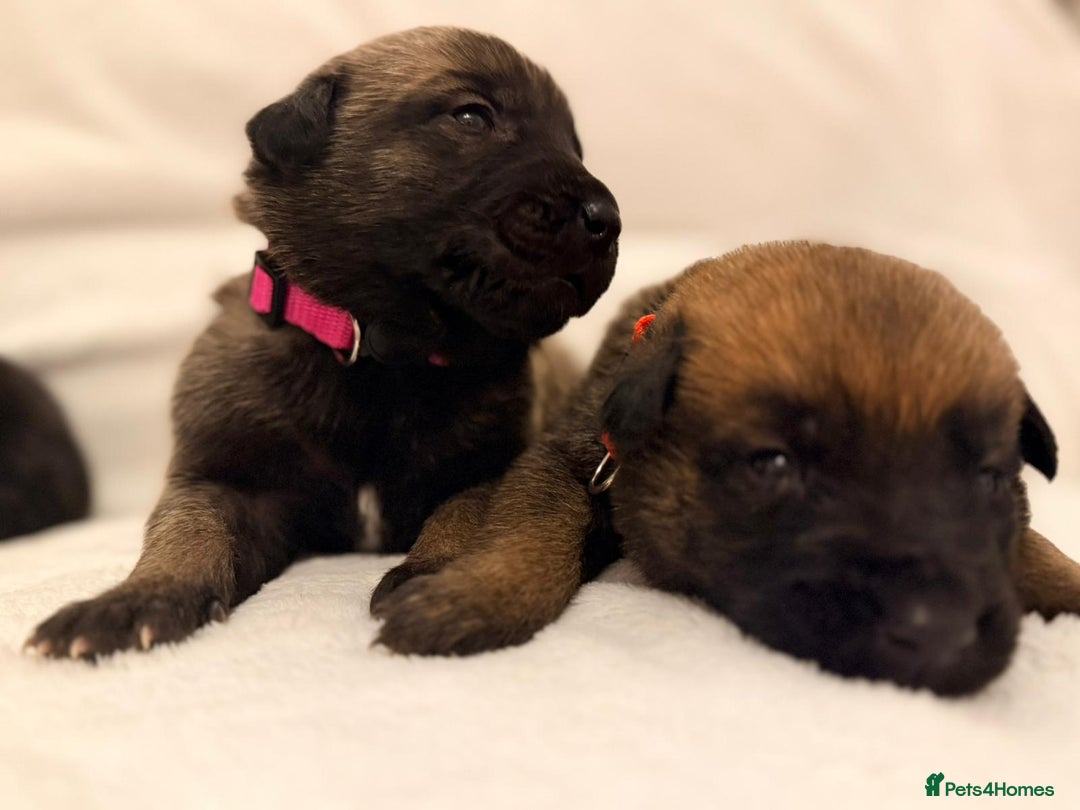 Belgian Shepherd Dog dogs for sale: Top working bloodline belgian malinois puppies - Advert 19