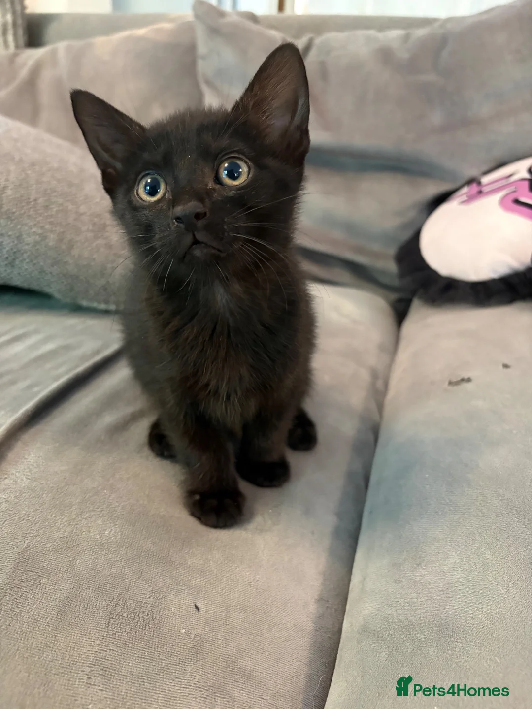 Mixed Breed cats for sale: 2 kittens female and male - Advert 3