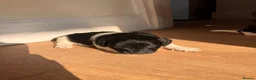 Jackapoo dogs for sale: Gorgeous Jackapoo puppies for sale  - Advert 13