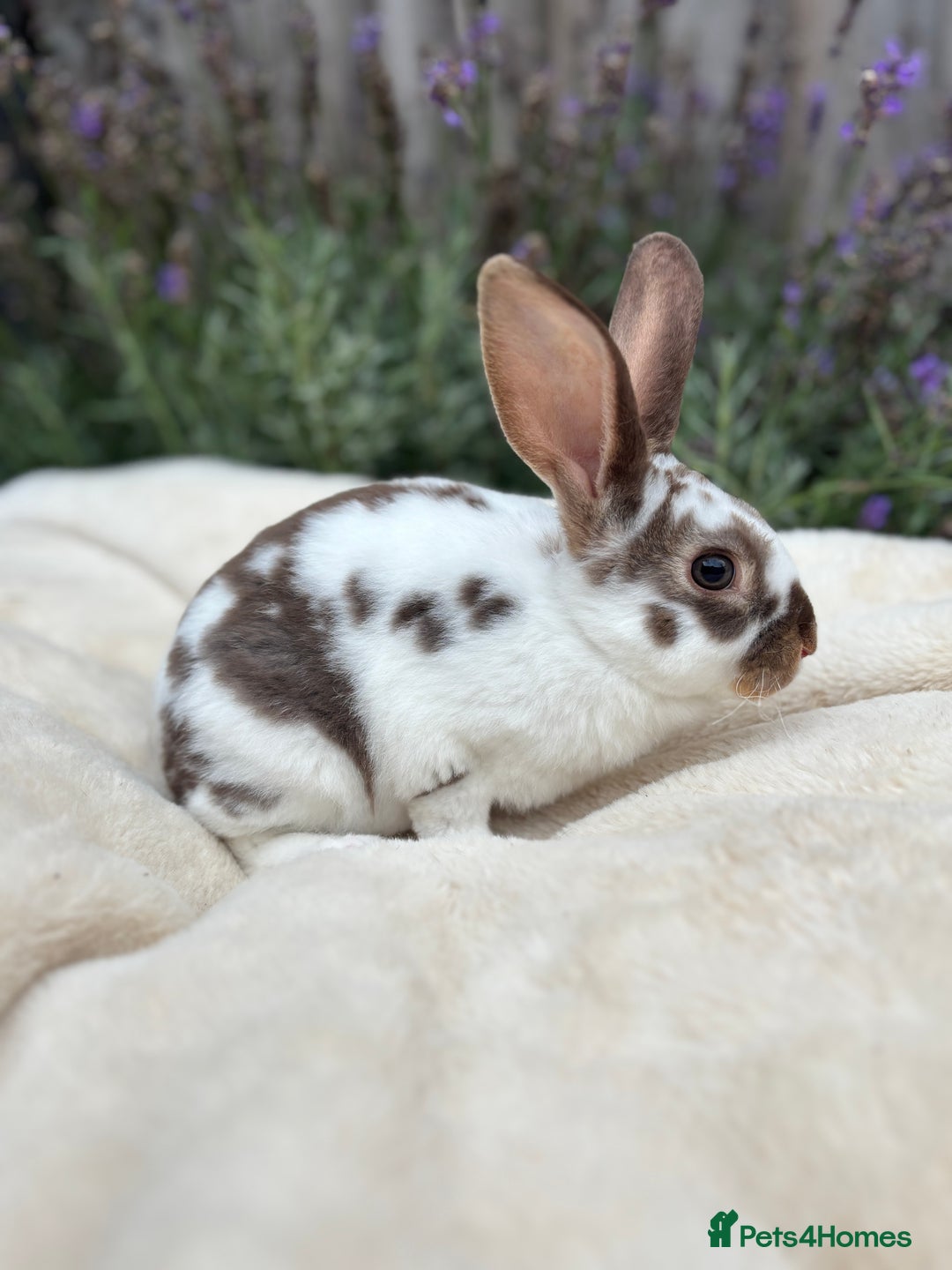 Mini Lop rabbits for sale: Ready now 🐰 mini Rex x mini plush lop babies!  - Image 4