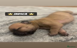 Mixed Breed dogs for sale: PUPPIES 4 SALE - Image 10