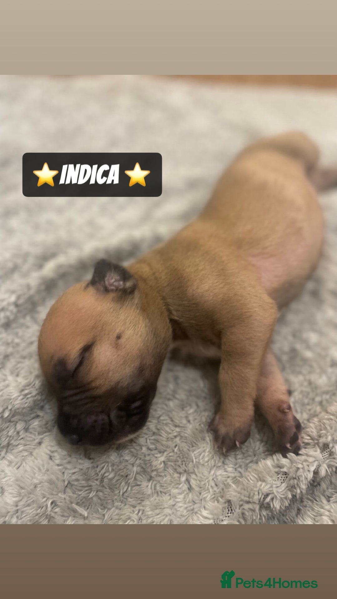 Mixed Breed dogs for sale: PUPPIES 4 SALE - Image 10