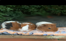 Guinea Pig rodents for sale: beautiful baby guineapig’s  - Image 1