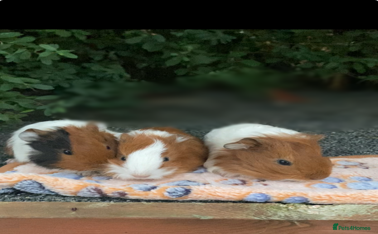Guinea Pig rodents - Advert 2