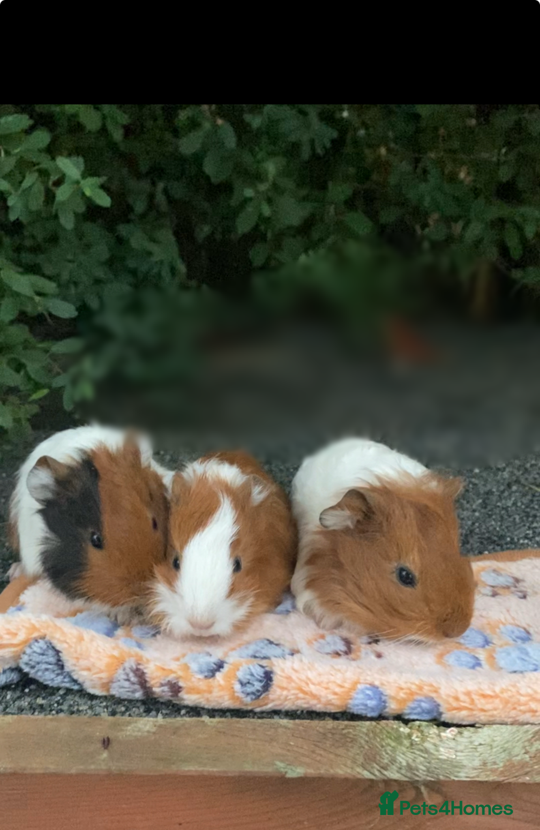 Guinea Pig rodents for sale: beautiful baby guineapig’s  - Image 1