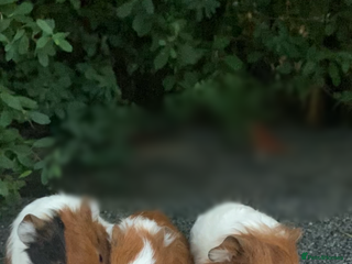 Guinea Pig rodents - Advert 30
