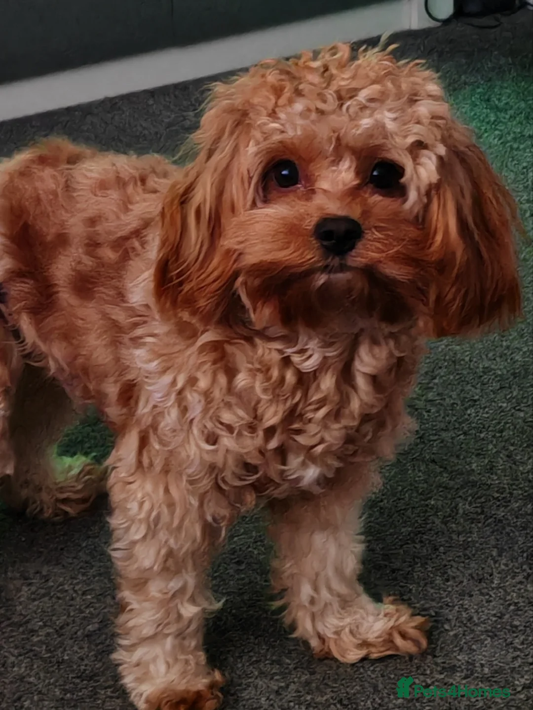 Cavapoo dogs for sale: Cavapoo Dottie  - Advert 1