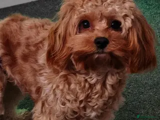 Cavapoo dogs Cavapoo Dottie - Advert 1