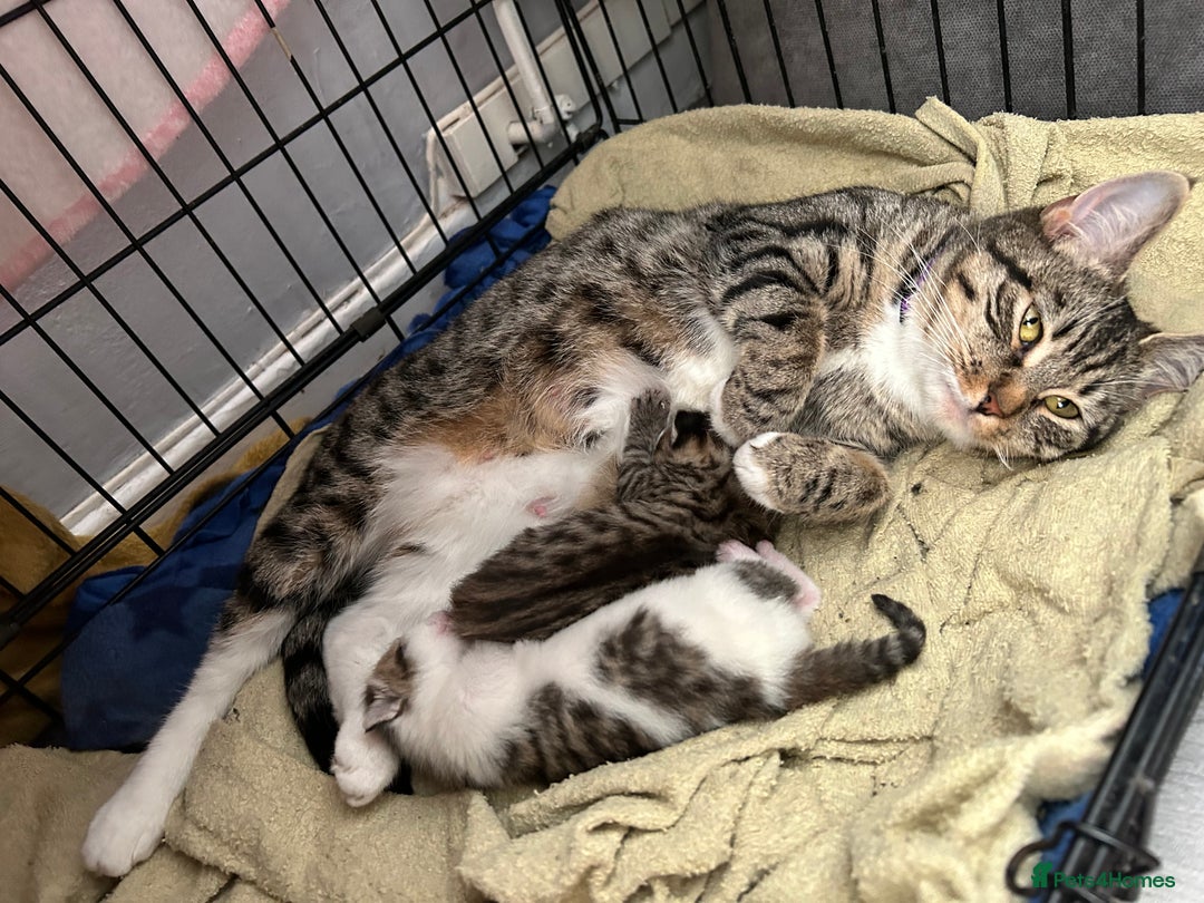 Mixed Breed cats for sale: 2 beautiful male kittens ready to go! - Image 15