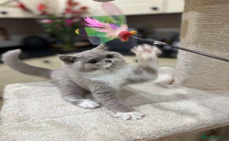 British Shorthair cats - Advert 11