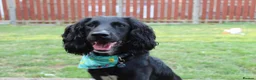 Cocker Spaniel dogs for stud: Cocker spaniel for stud proven - Advert 3