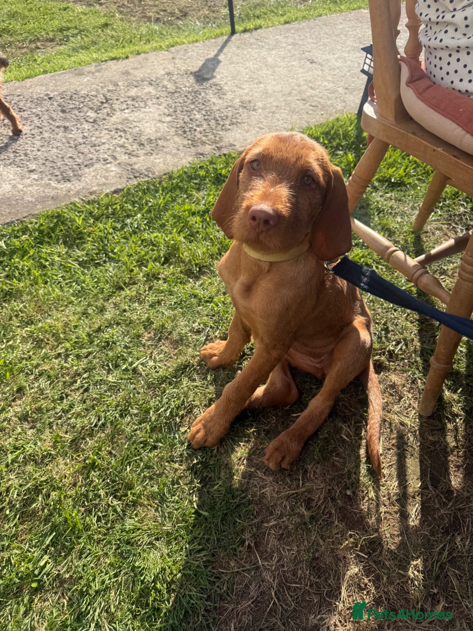 Hungarian Vizsla dogs Pre-trained KC reg Hungarian Wirehaired Vizsla - Advert 1