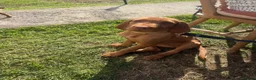 Hungarian Vizsla dogs for sale: Pre-trained KC reg Hungarian Wirehaired Vizsla - Advert 1