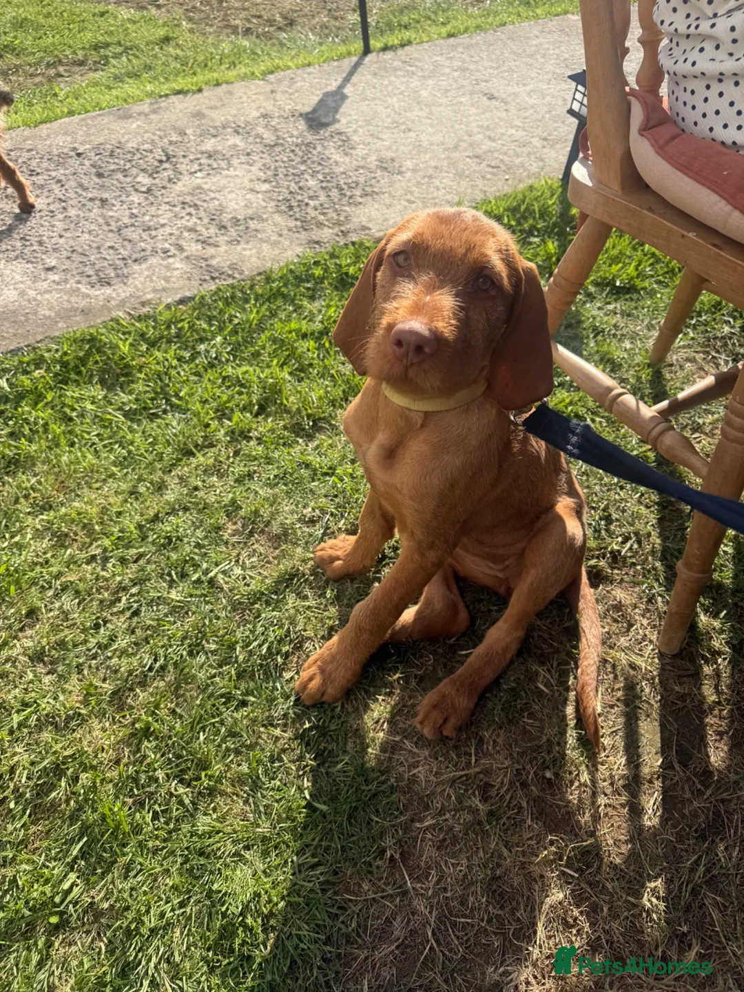 Hungarian Vizsla dogs for sale: Pre-trained KC reg Hungarian Wirehaired Vizsla - Advert 1