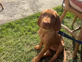 Hungarian Vizsla dogs for sale: Pre-trained KC reg Hungarian Wirehaired Vizsla - Advert 2
