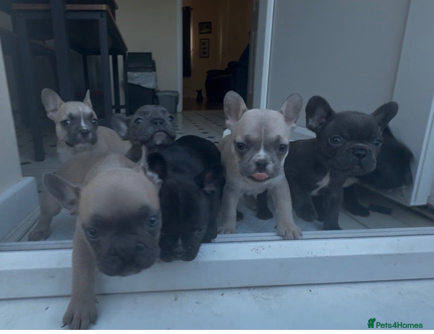 French Bulldog dogs French Bulldog Puppies - Advert 17