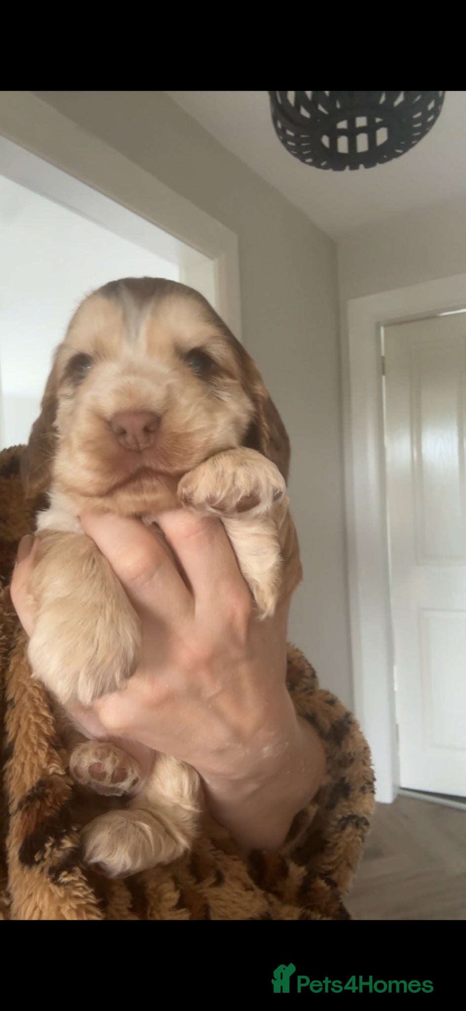 Cocker Spaniel dogs KC Registered Sable Show cocker spaniels  - Advert 2