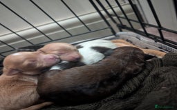 Cavapoo dogs for sale: One gorgeous cavapoo brown boy left ❤️ - Advert 9