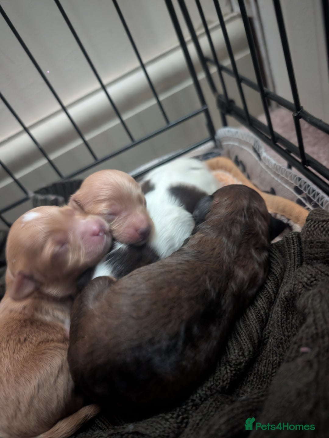 Cavapoo dogs for sale: One gorgeous cavapoo brown boy left ❤️ - Advert 9