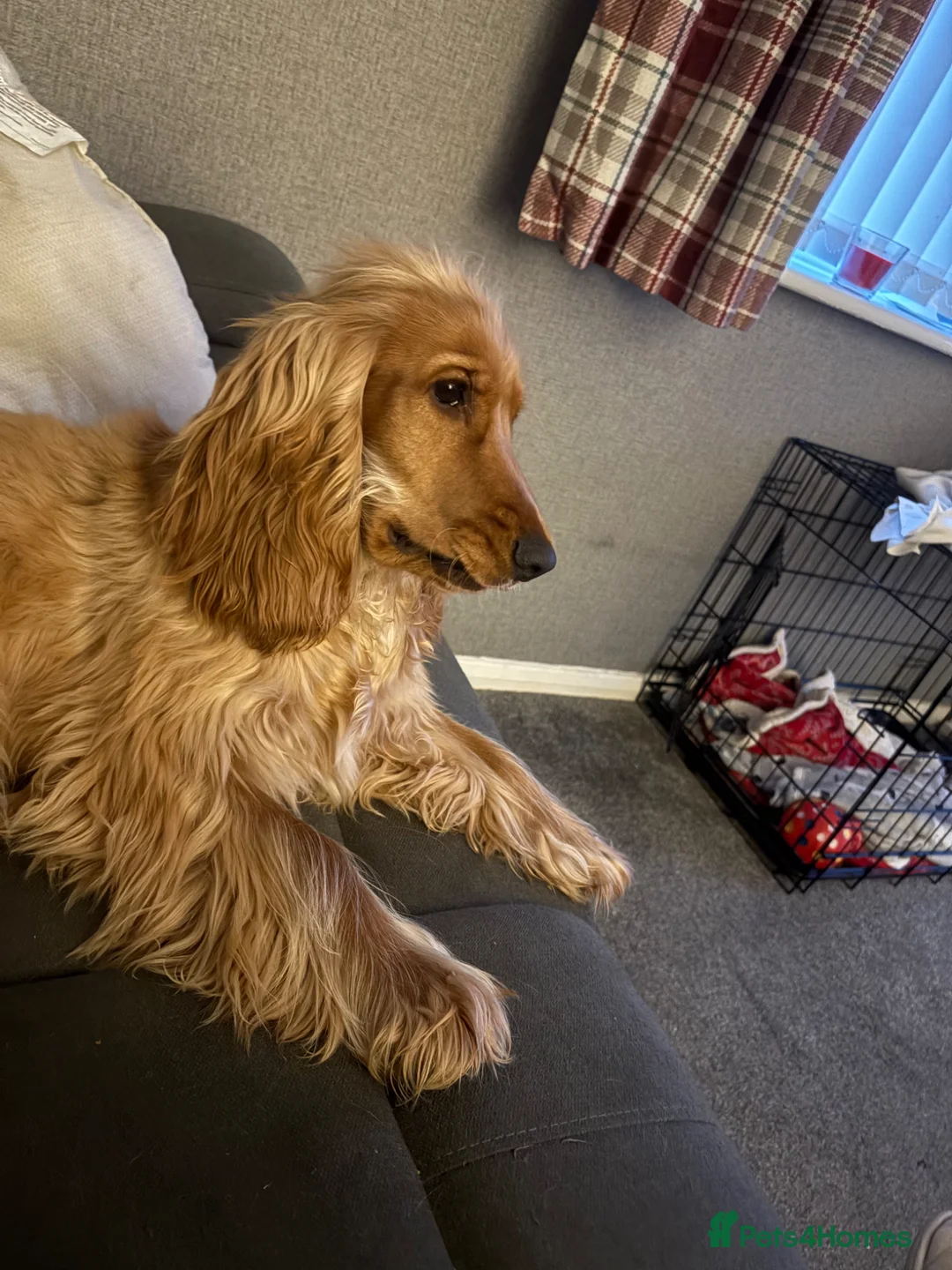 Cocker Spaniel dogs for sale: Looking to rehome my gorgeous boy.  - Advert 3