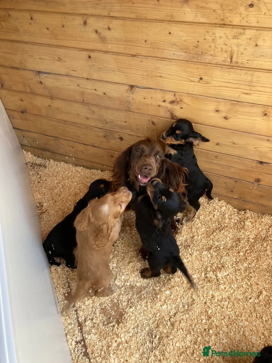 Cocker Spaniel dogs for sale: cocker spaniel pups from champion  blood lines  - Advert 12