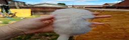 Ferret rodents for sale: Ferret hob kits in Hereford - Advert 16