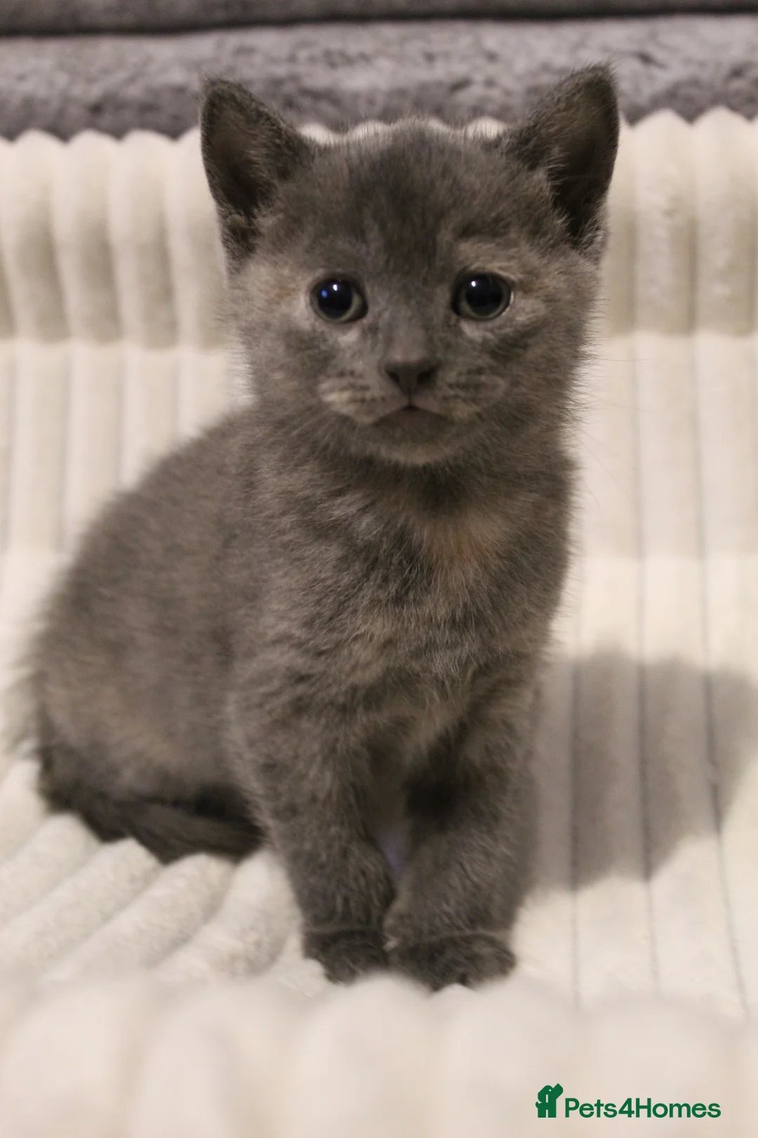 British Shorthair cats for sale: Gorgeous BSH kittens  - Advert 2