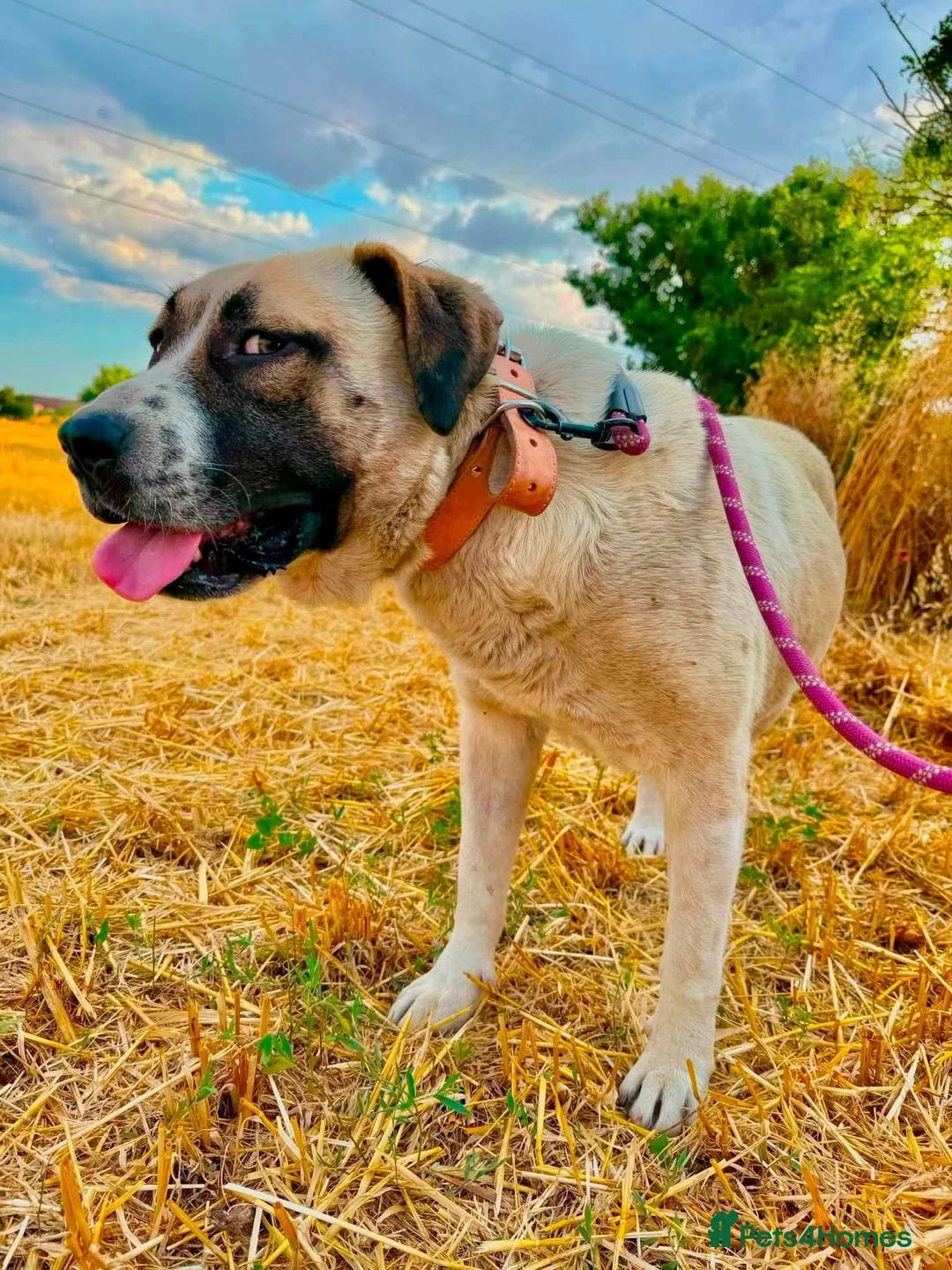 Mixed Breed dogs for adoption: OLIVE REALLY NEEDS HER PERSON 🚨 - Advert 2