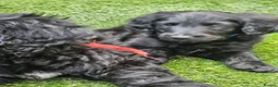 Goldendoodle dogs for sale: Beautiful f1 Goldendoodles  - Advert 12