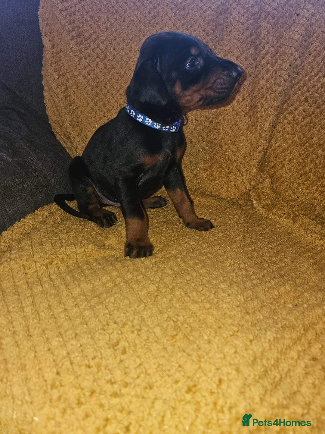Dobermann dogs for sale: ☆☆DOBERMAN PUPPIES FOR SALE ☆☆ - Advert 18