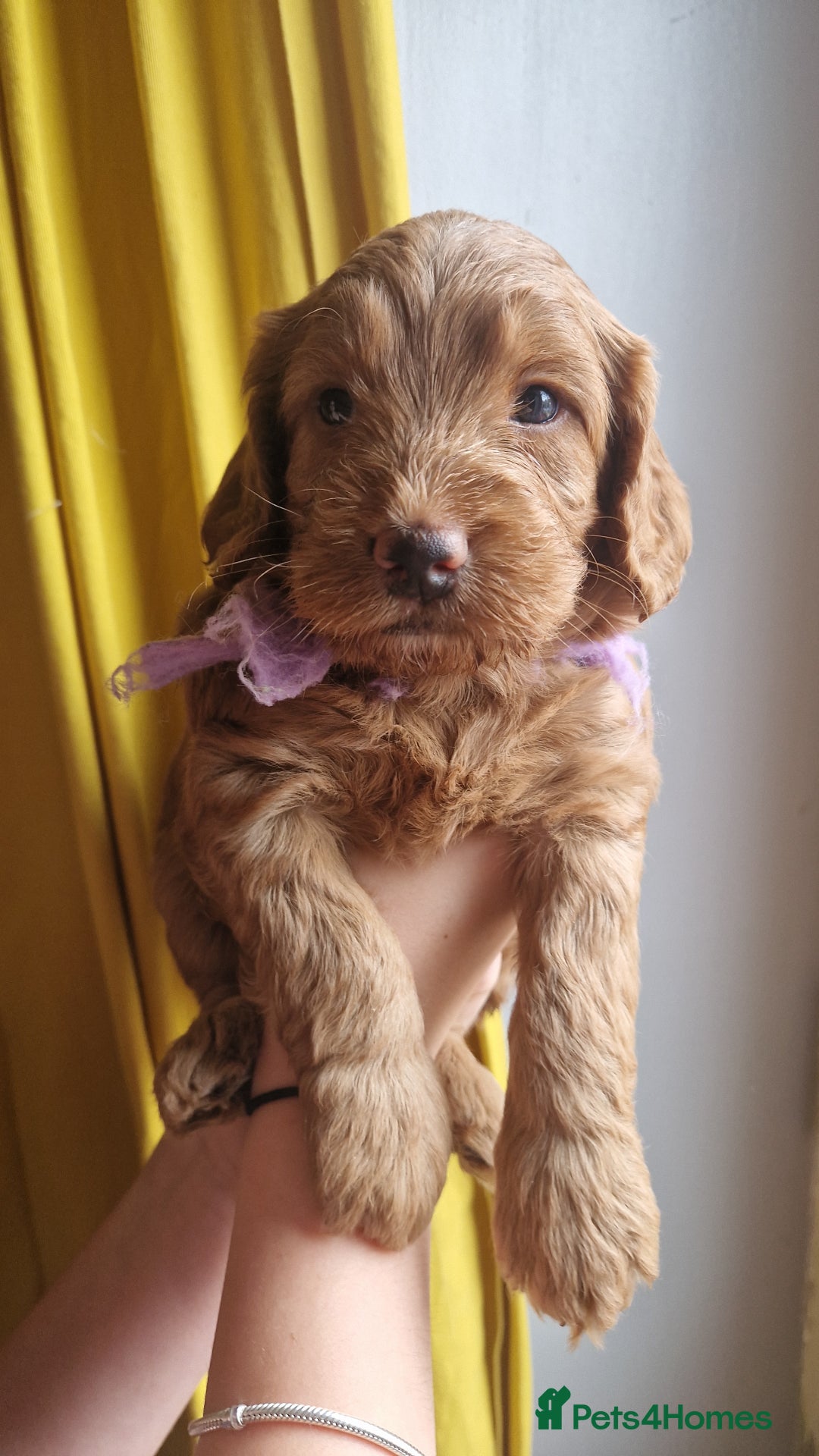 Cockapoo dogs for sale: Beautiful F1 Cockapoo Puppies– Ready @ 29th August - Image 7