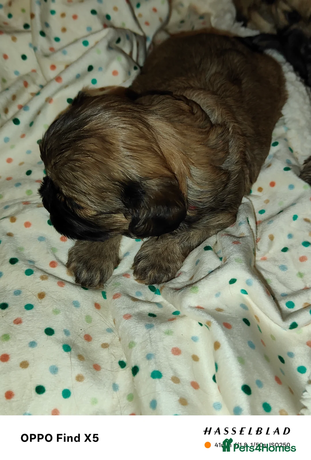 Cava Tzu dogs for sale: CAVA TZU FOR SALE - Advert 13