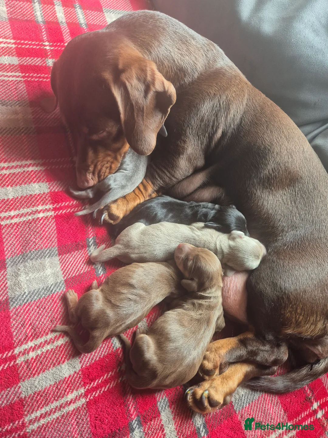 Dachshund dogs for sale: Mini dauchounds for sale. in Wolverhampton - Advert 2