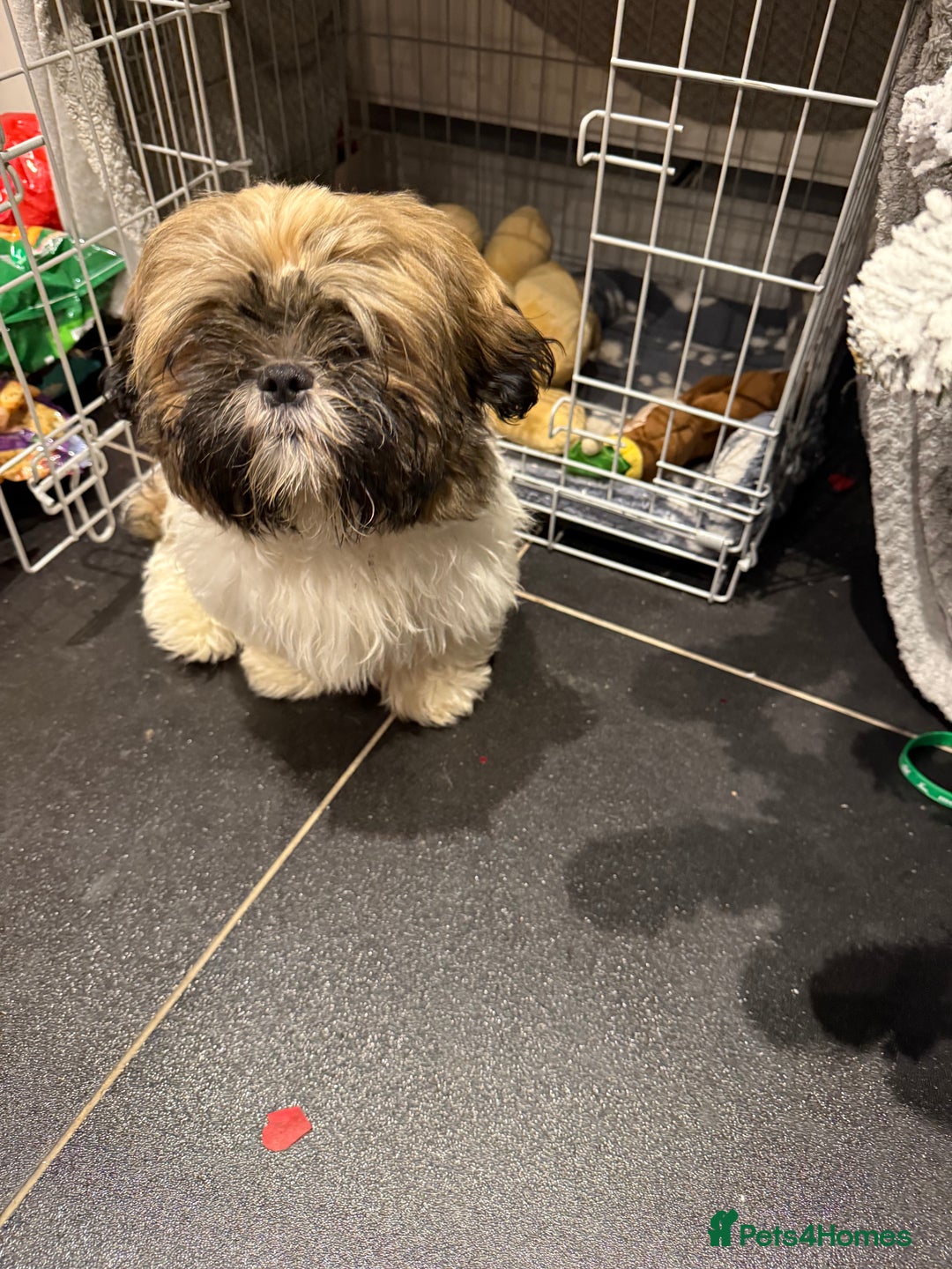 Shih Tzu dogs for sale: Shih Tzu Puppy 4 month old male  - Advert 1