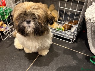 Shih Tzu dogs Shih Tzu Puppy 4 month old male - Advert 8