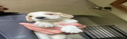 Cockapoo dogs for sale: F1 Roan Cockapoo-health tested,full refund guarant - Advert 25
