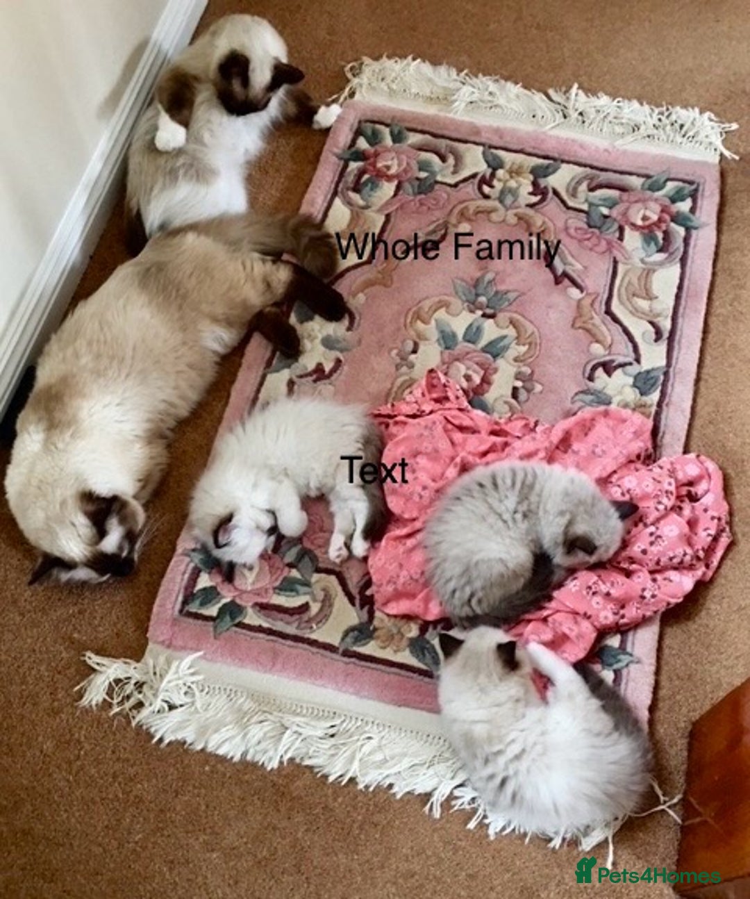 Ragdoll cats for sale: 3 Pedigree Ragdoll Kittens For Sale - Image 8