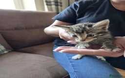 Maine Coon cats for sale: 6 Mainecoon X kittens for sale - Image 13